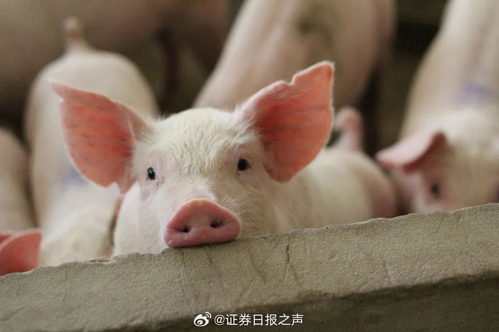 猪肉大涨大跌 猪企开始给猪减肥了猪肉市场风云变幻，猪企为应对大涨大跌采取减肥策略